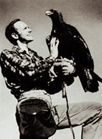 Daniel Mannix with a hawk