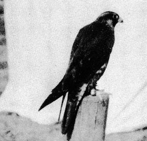 (hawk)