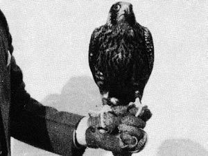 (hawk)