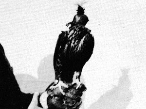 (hawk)
