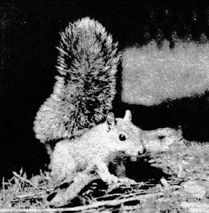 (squirrel)