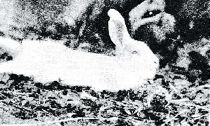(rabbit)