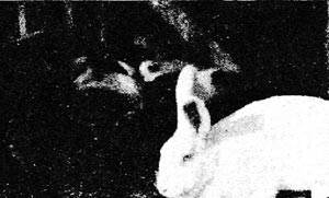 (rabbit)